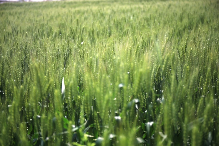 in-wheat-field-1597162_960_720